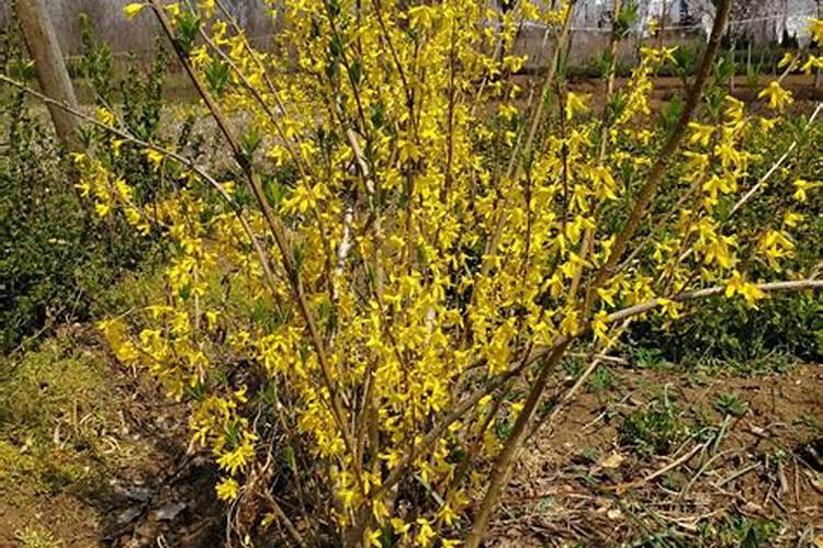 在水稻上用什么增产农药