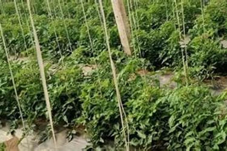 豆科植物为什么不用氮肥