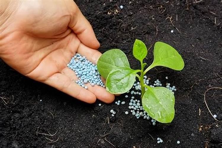 养植物需要什么肥料