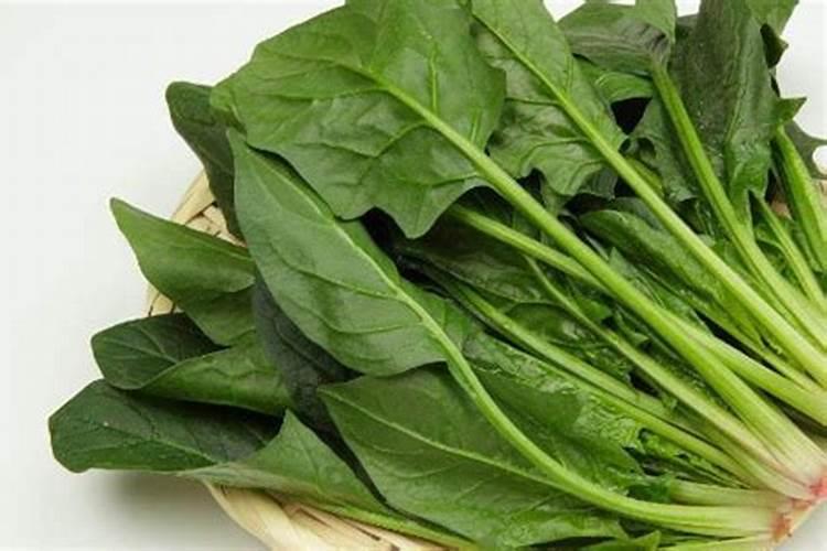 美加富叶面肥能打菠菜