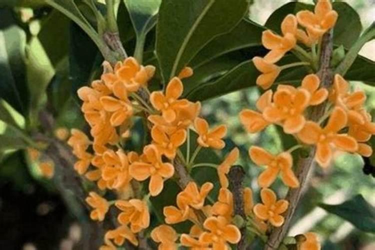 水芹菜叶子要摘掉吗