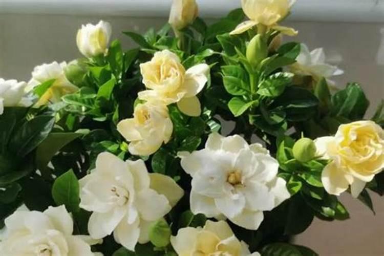栀子花叶子边缘发黑干枯怎么办