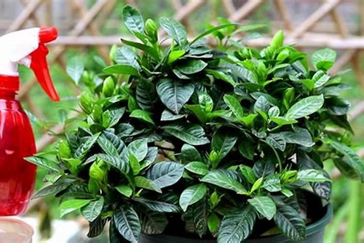 复合肥尿素对小球藻的作用