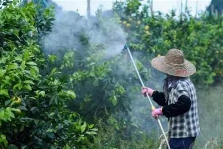 松花菜打什么叶面肥好