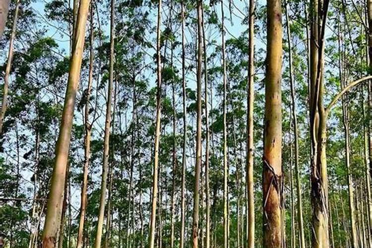 桉树洒肥料有用吗