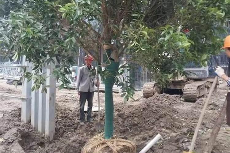 桂花树施肥用什么肥料好 施什么肥长得最快