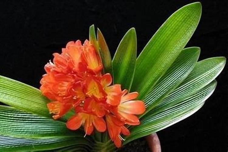 寒地水稻怎么施肥 寒地水稻高产施肥方案