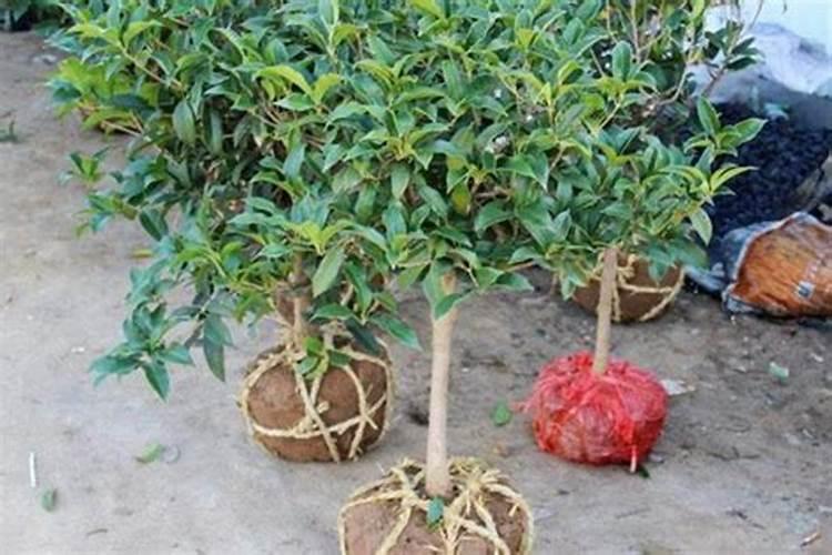 桂花树枝叶少用什么叶面肥能让枝叶茂盛