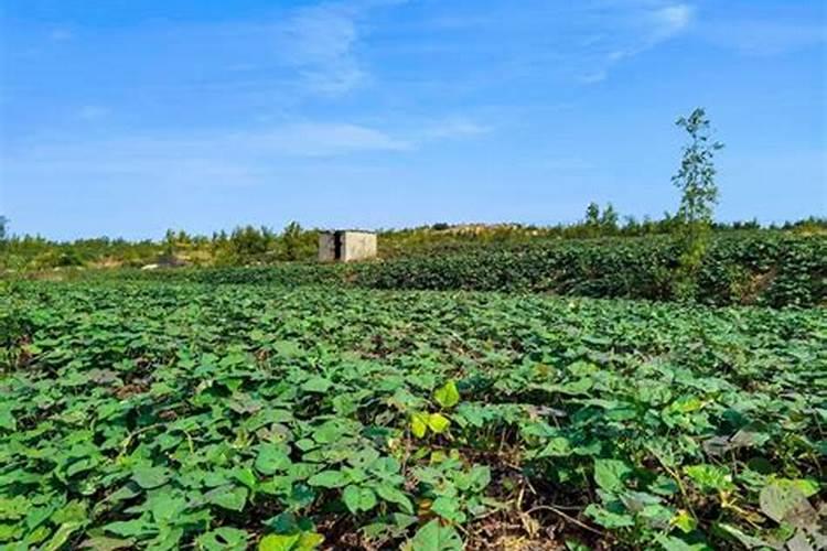 草木灰是什么肥