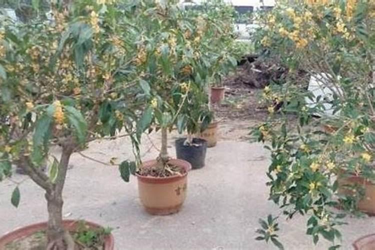 桂花叶小不长能喷施尿素吗