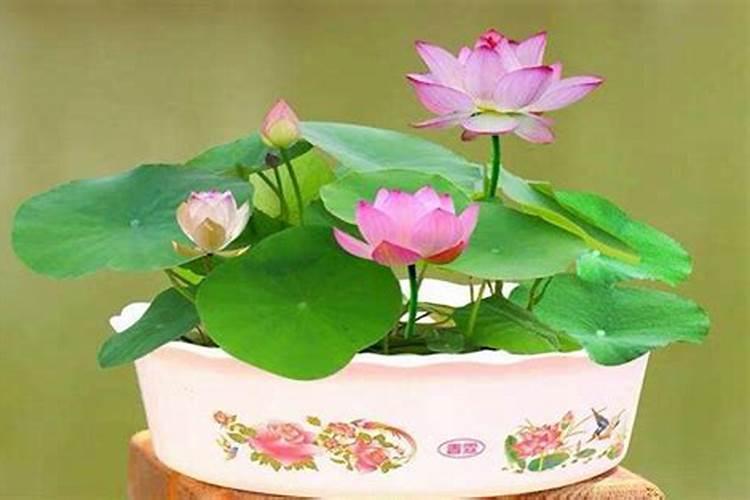 【兰花叶子发黄】兰花叶子发黄怎么办 兰叶焦尖的原因及对策