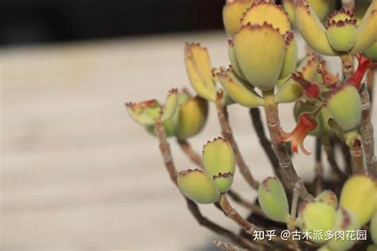 多肉熊童子怎么养肥