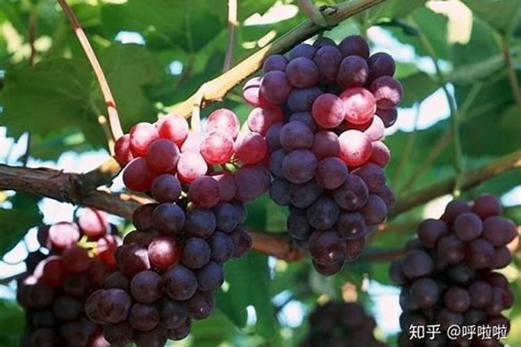 史丹利苗立旺能代替尿素吗