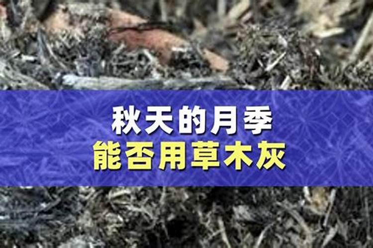 草木灰可以浇月季吗？