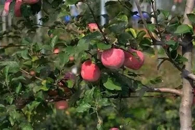 苹果树补钙几月份最好