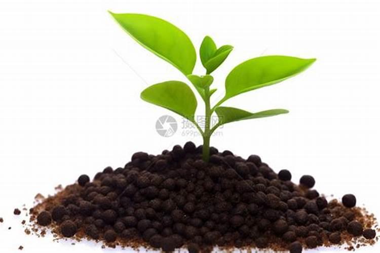 什么肥料能促长植物的根
