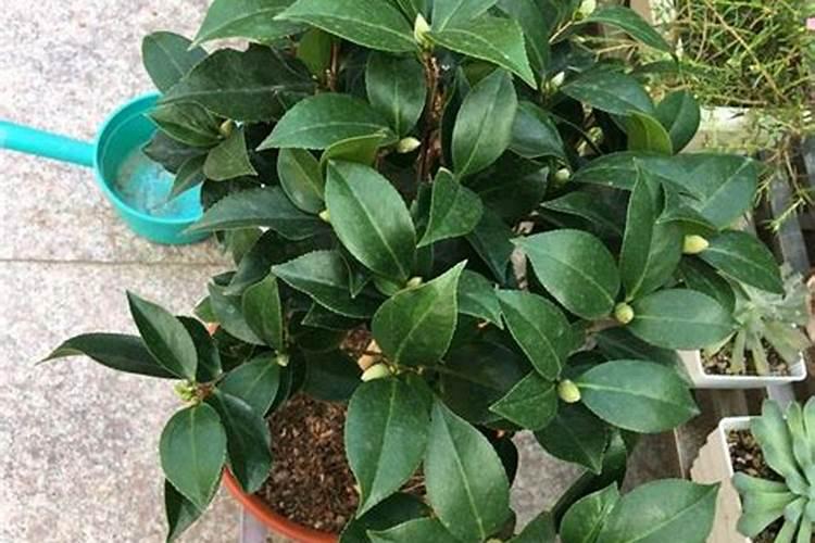秋季已现花苞的茶花如何施肥和促花