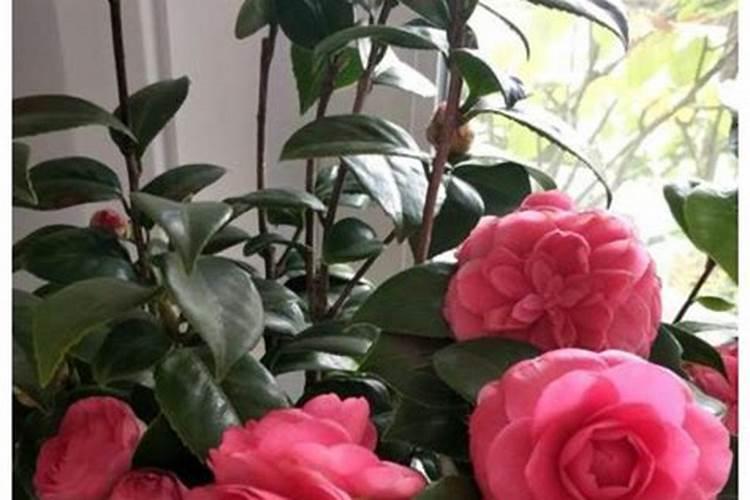 茶花开花时能施肥吗 茶花什么时候施肥