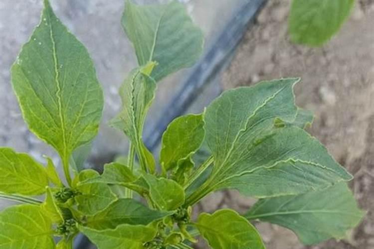 百香果如何科学使用叶面肥？