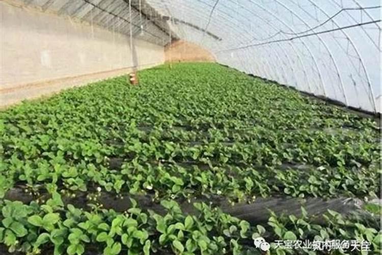 花芽分化用什么肥料好,什么肥料促进花芽分化