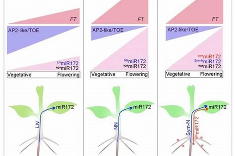 氮肥可以促进球类开花吗？