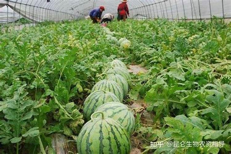 西瓜苗期用什么叶面肥