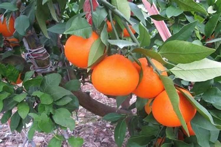柑橘一年要施多少肥？怎样实现柑橘高产？