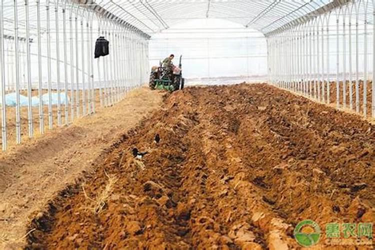 老鸦柿多久浇一次水