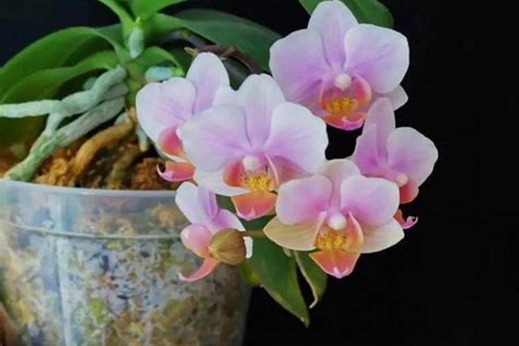 老鸦柿树多久浇一次水