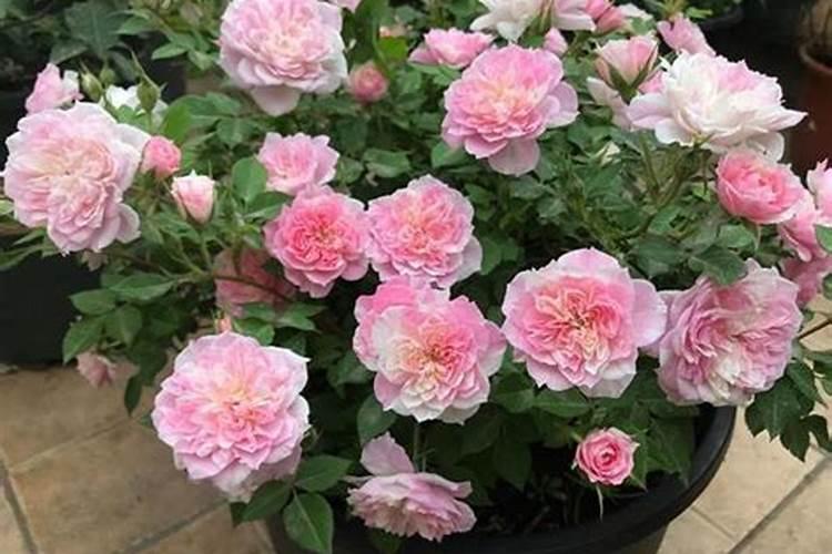 栀子花可以用复合肥吗