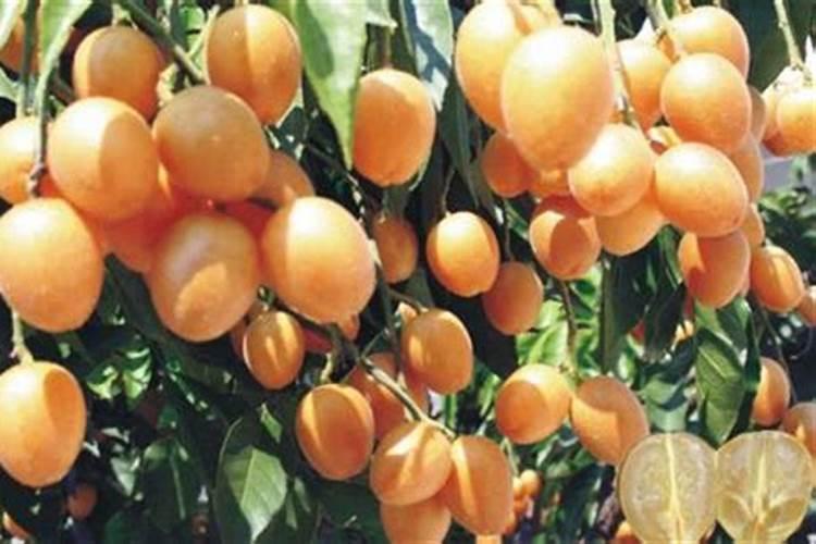 黄皮树施什么肥最好？