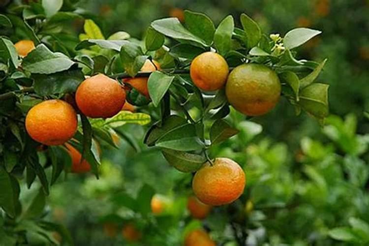 冬天温室大棚香菜几天能打叶面肥