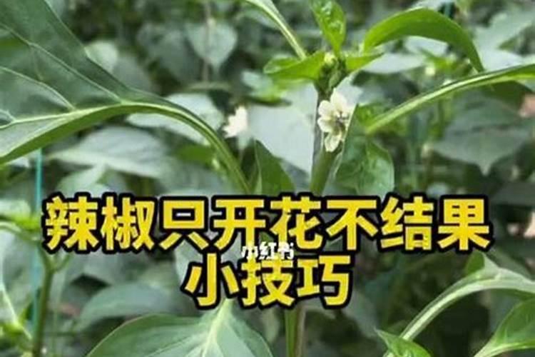 龙骨换盆后能浇水吗