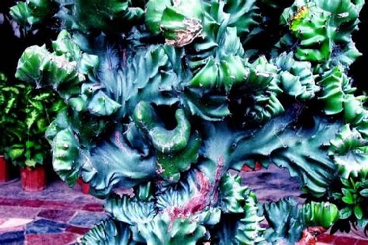 为什么有的植物会“有花而无叶”