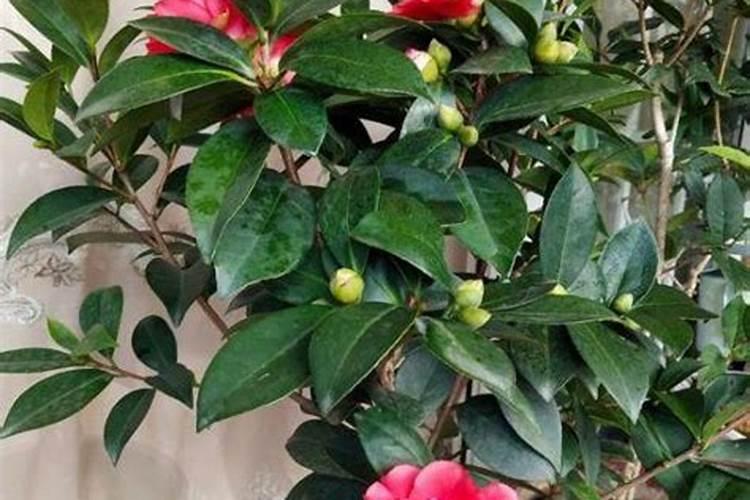 磷肥可以施在什么植物上