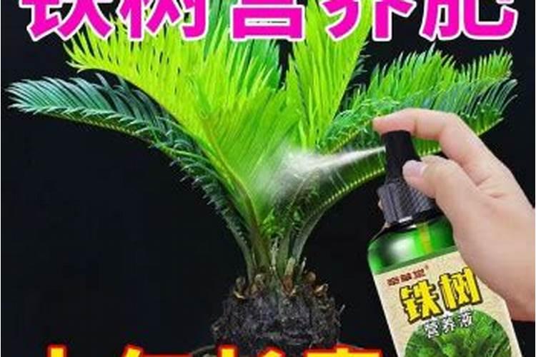 铁树用什么肥料
