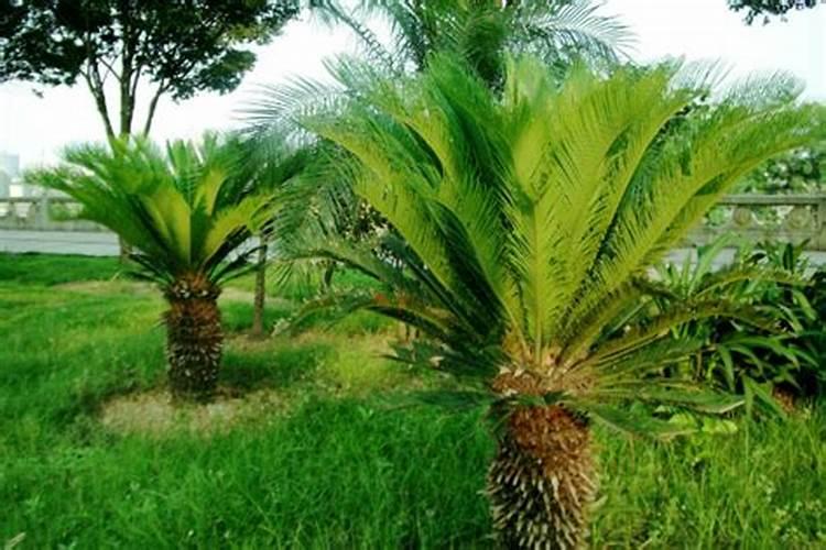 铁树浇什么肥最好