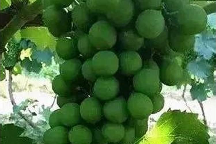 花菜亩产多少斤