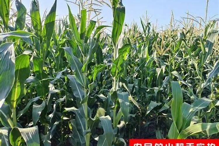 玉米播种,一亩地应该上多少肥料？怎么施肥才能不浪费？