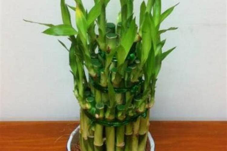水养富贵竹用什么肥