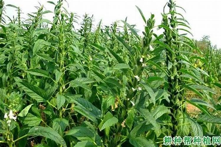 之麻用什么肥料好