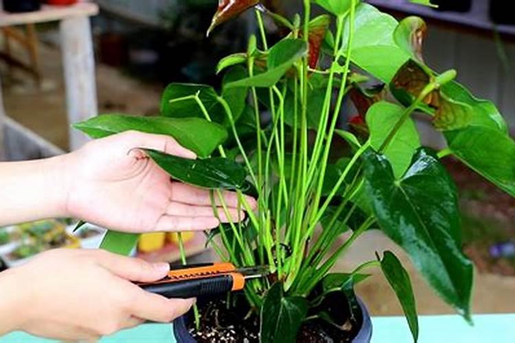 花生追肥用什么肥料最好