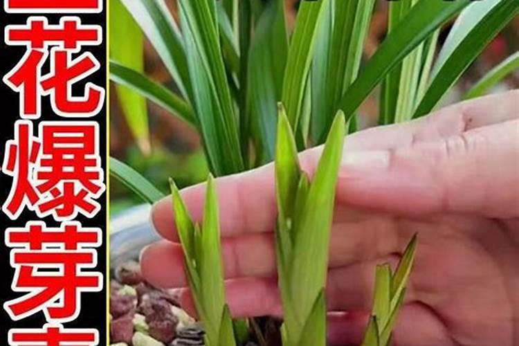 种花生用什么肥料最好最高产？简单告诉你!