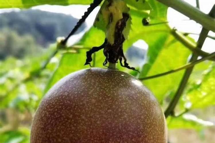 氨基酸叶面肥的配方