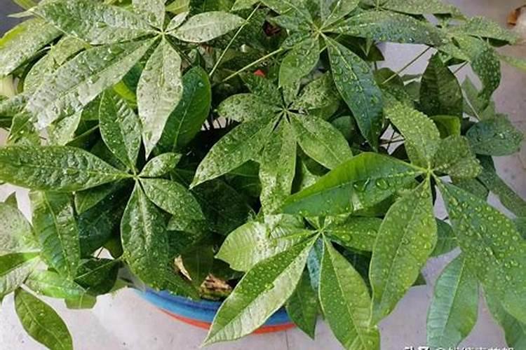 冬季黄瓜底肥一亩用多少？