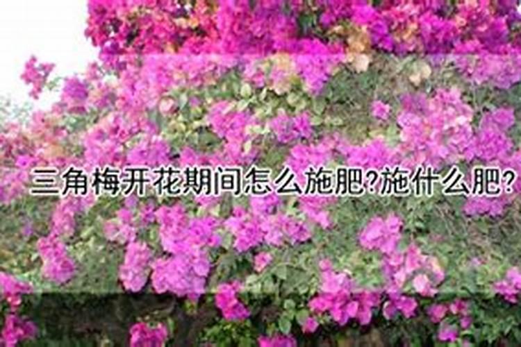 三角梅开花期间怎么施肥