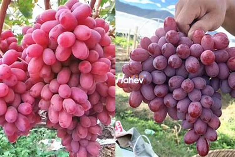 磷肥拌种下苗会烧苗吗