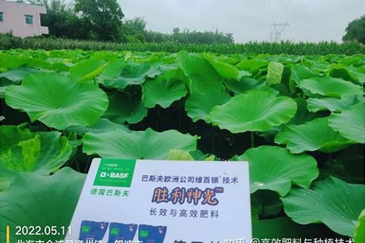 莲藕用什么肥料好？氯化钾好吗？
