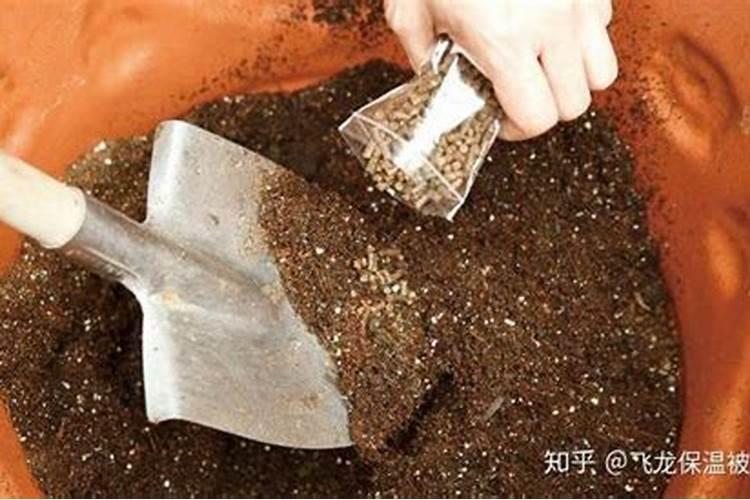 秋梢控旺用什么药