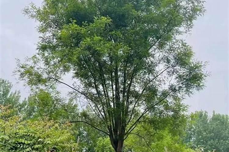 中化大白鲸悬浮肥怎么样